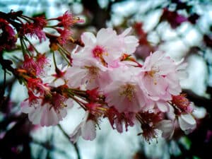 Cherry blossom trees in full bloom in a London park in spring